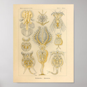  Rotatoria-kleur Ernst Haeckel afdrukken Poster