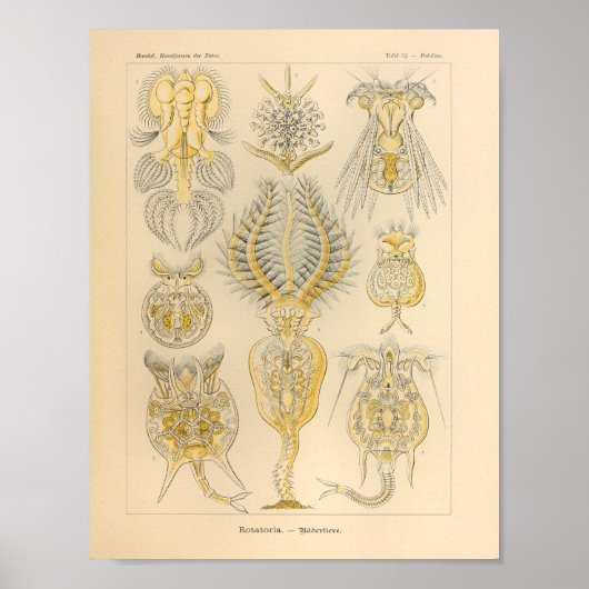 Rotatoria-kleur Ernst Haeckel afdrukken Poster (Voorkant)
