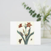 Rote Lilie van Maria Sibylla Merian Briefkaart (Staand voorkant)