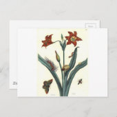 Rote Lilie van Maria Sibylla Merian Briefkaart (Voorkant / Achterkant)