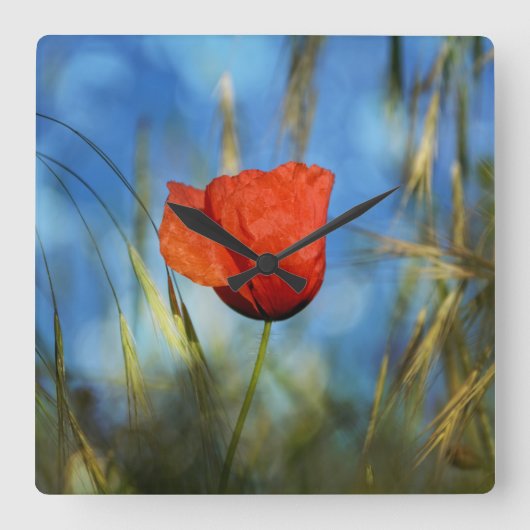 Rote Mohnblume Vierkante Klok (Voorkant)