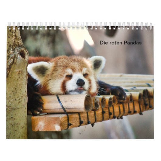 Rote Pandas Kalender (Hoes)
