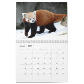 Rote Pandas Kalender (Jan 2027)