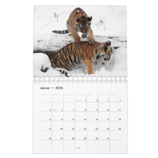 Rote Tiger als Kalender (Jan 2026)