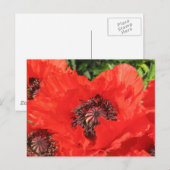 Roter Mohn Briefkaart (Voorkant / Achterkant)