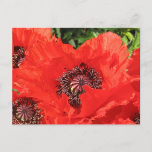 Roter Mohn Briefkaart (Voorkant)
