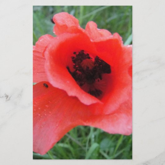 Roter Mohnblumenkelch Briefpapier (Voorkant)