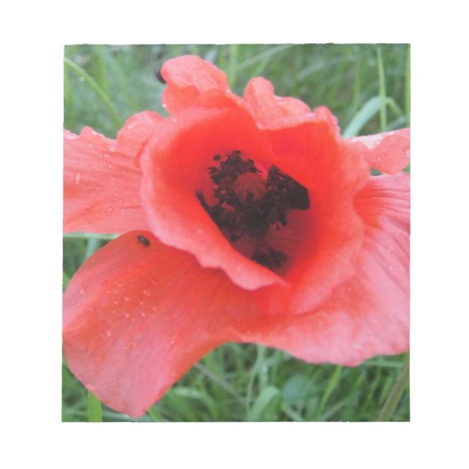 Roter Mohnblumenkelch Notitieblok (Voorkant)