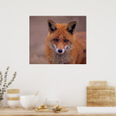 Rotfuchs,Porträt, Nahaufnahme,Blickkontakt Poster (Keuken)
