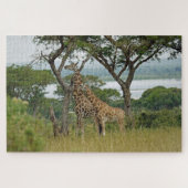 Rothschild-Giraffes Oeganda. Jigzaag Puzzle Legpuzzel (Horizontaal)