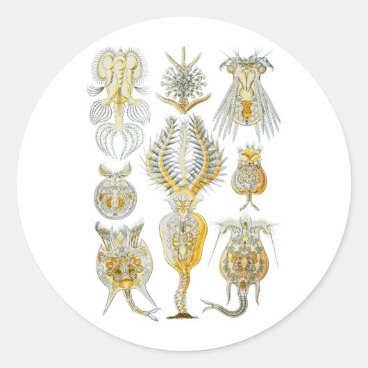 Rotifers Ronde Sticker (Voorkant)