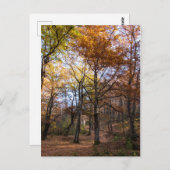 Rotino, Macedonië Briefkaart (Voorkant / Achterkant)