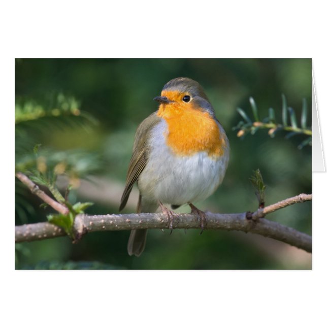 Rotkelchen (Voorkant Horizontaal)