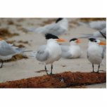 rotonde staand fotobeeldje<br><div class="desc">Royal tern op een log</div>