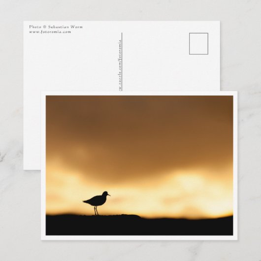 Rotschenkel Natuurfoto Briefkaart (Voorkant / Achterkant)