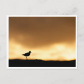 Rotschenkel Natuurfoto Briefkaart (Voorkant)