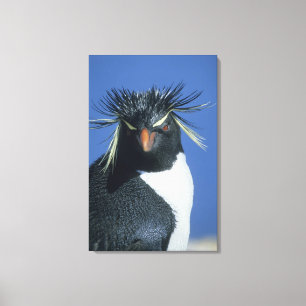 Rotspenguin (Eudyptes chrysocome) Canvas Afdruk