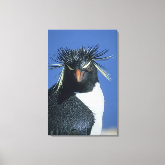 Rotspenguin (Eudyptes chrysocome) Canvas Afdruk (Voorkant)
