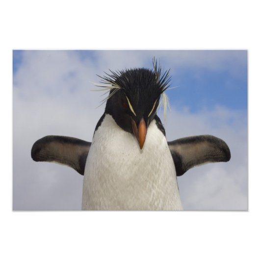 Rotspenguin Eudyptes chrysocome Foto Afdruk (Voorkant)