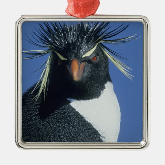 Rotspenguin (Eudyptes chrysocome) Metalen Ornament (Voorkant)