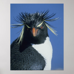 Rotspenguin (Eudyptes chrysocome) Poster