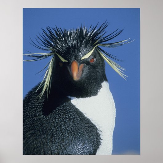 Rotspenguin (Eudyptes chrysocome) Poster (Voorkant)