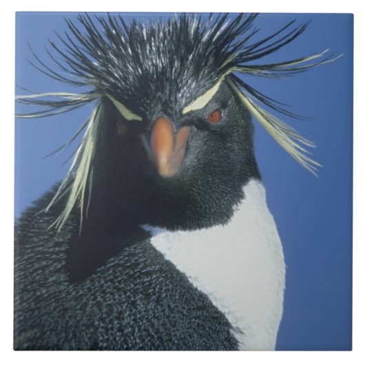 Rotspenguin (Eudyptes chrysocome) Tegeltje (Voorkant)