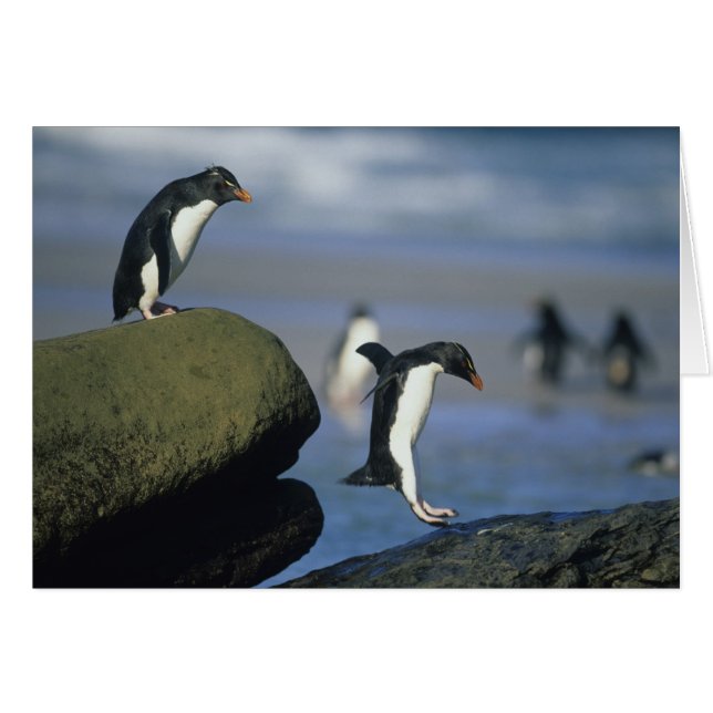 Rotspenguins, Eudyptes chrysocome), (Voorkant Horizontaal)