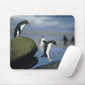 Rotspenguins, Eudyptes chrysocome), Muismat (Met muis)