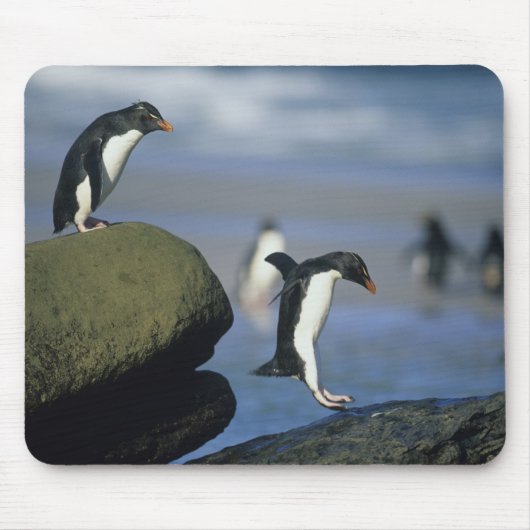 Rotspenguins, Eudyptes chrysocome), Muismat (Voorkant)