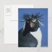 Rotspinguïn (Eudyptes chrysocome) Briefkaart (Voorkant / Achterkant)