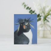 Rotspinguïn (Eudyptes chrysocome) Briefkaart (Staand voorkant)