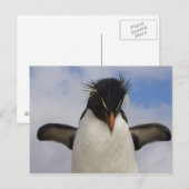 Rotspinguïn Eudyptes chrysocome Briefkaart (Voorkant / Achterkant)