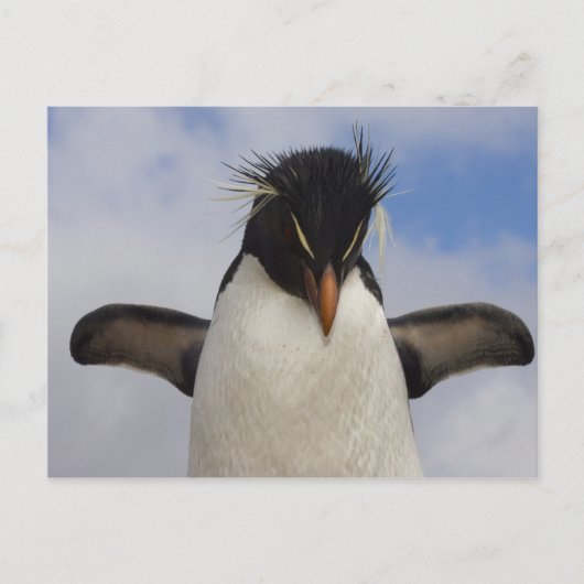 Rotspinguïn Eudyptes chrysocome Briefkaart (Voorkant)
