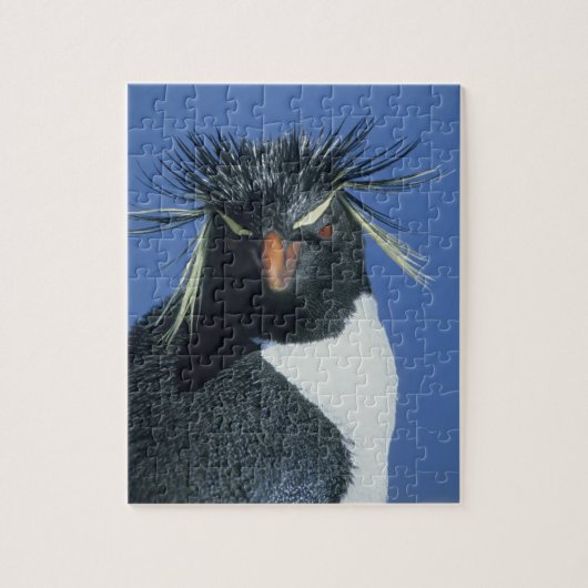 Rotspinguïn (Eudyptes chrysocome) Legpuzzel (Verticaal)