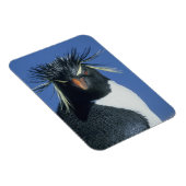 Rotspinguïn (Eudyptes chrysocome) Magneet (Rechterzijde)