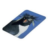 Rotspinguïn (Eudyptes chrysocome) Magneet (Linkerzijde)