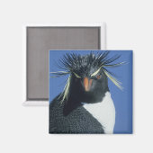 Rotspinguïn (Eudyptes chrysocome) Magneet (Voorkant / Achterkant)