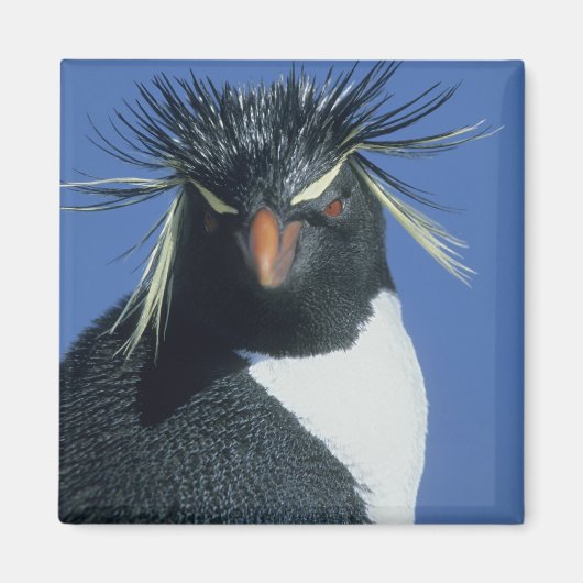 Rotspinguïn (Eudyptes chrysocome) Magneet (Voorkant)