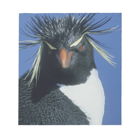 Rotspinguïn (Eudyptes chrysocome) Notitieblok (Voorkant)