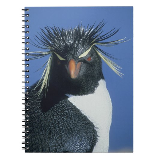 Rotspinguïn (Eudyptes chrysocome) Notitieboek (Voorkant)