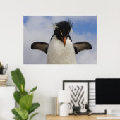 Rotspinguïn Eudyptes chrysocome Poster (Thuiskantoor)