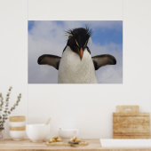Rotspinguïn Eudyptes chrysocome Poster (Keuken)