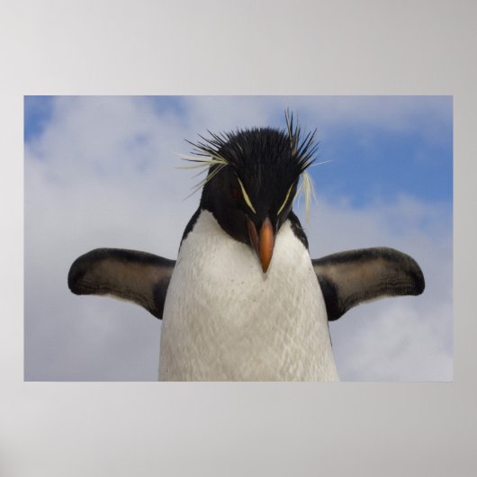 Rotspinguïn Eudyptes chrysocome Poster (Voorkant)