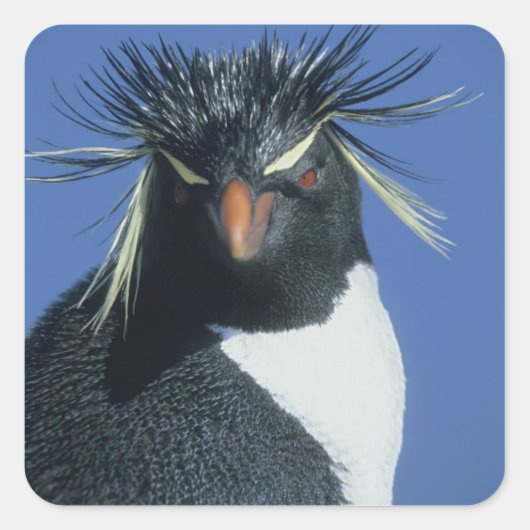 Rotspinguïn (Eudyptes chrysocome) Vierkante Sticker (Voorkant)