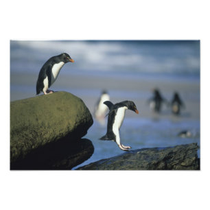 Rotspinguïns, Eudyptes chrysocome), Foto Afdruk