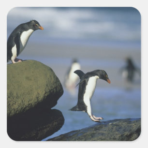 Rotspinguïns, Eudyptes chrysocome), Vierkante Sticker