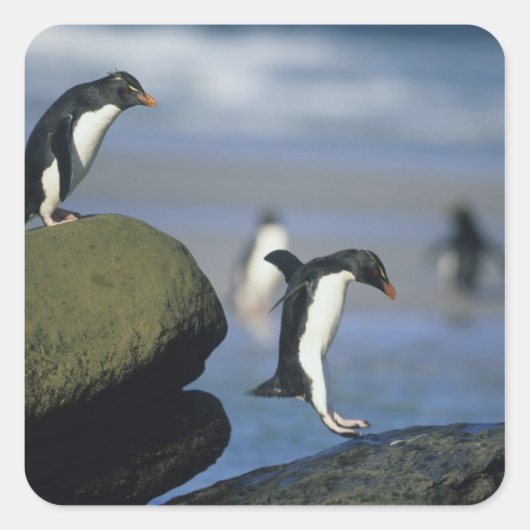 Rotspinguïns, Eudyptes chrysocome), Vierkante Sticker (Voorkant)