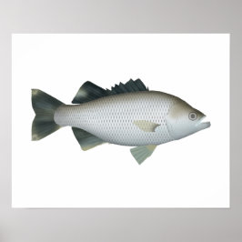 rotsvlagstaart poster