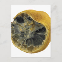 Rotten lemon
